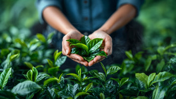 Meet the Growers: Yvonne Ochieng of Leafberri