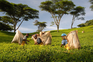 Why Cured Leaves Tea Sources Tea from Africa