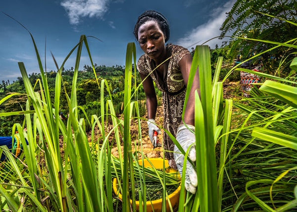 The Women Behind the Tea: Honoring Strength & Legacy